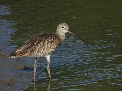 Curlew