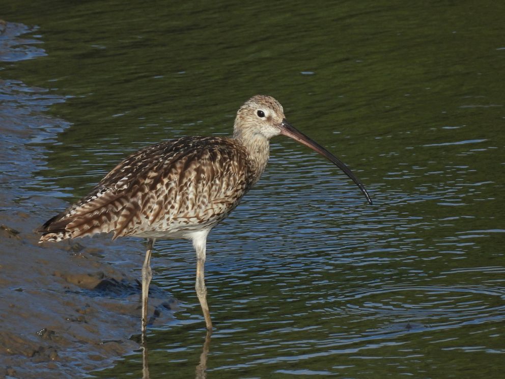 Curlew