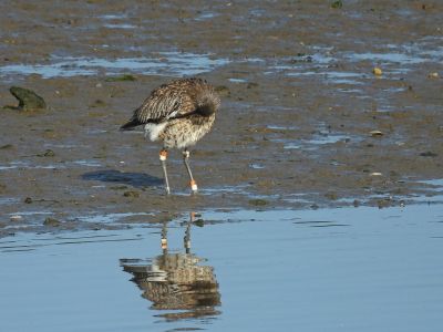Curlew