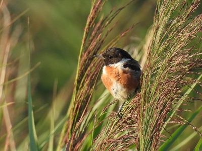Stonechat