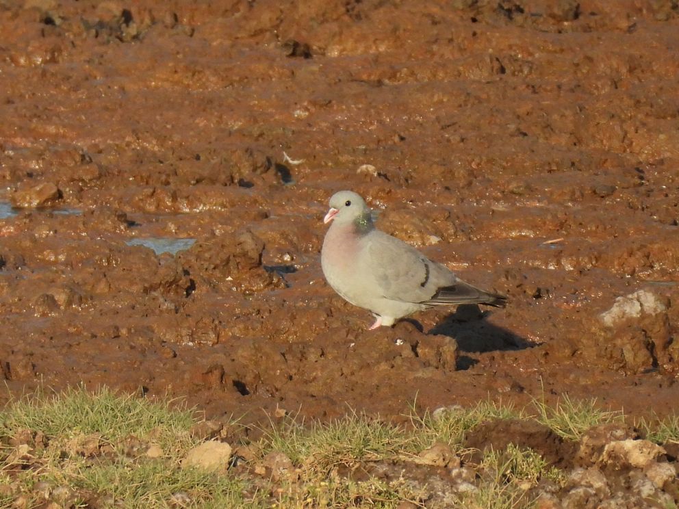 Stock Dove