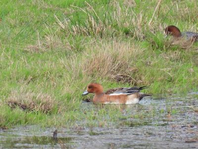 Widgeon
