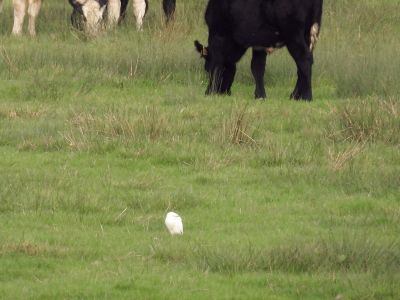 Cattle Egret