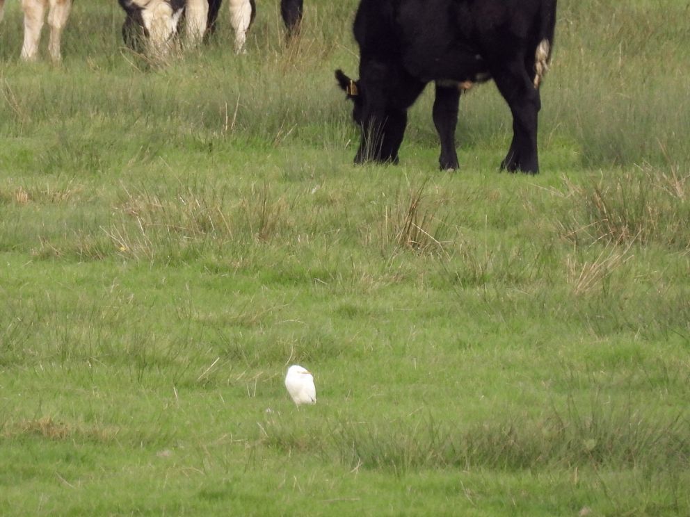 Cattle Egret