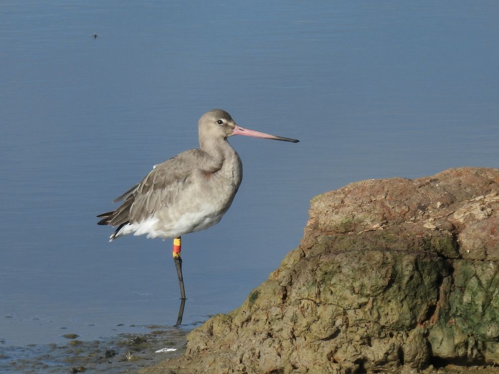 Black Tailed godwit