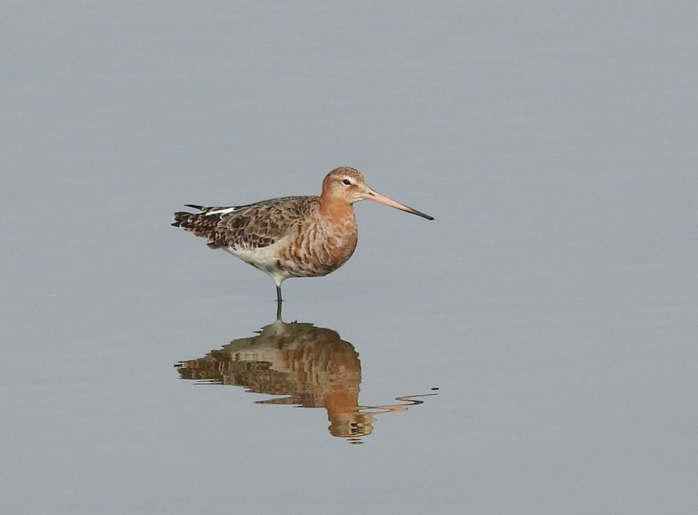 Black tailed Godwit