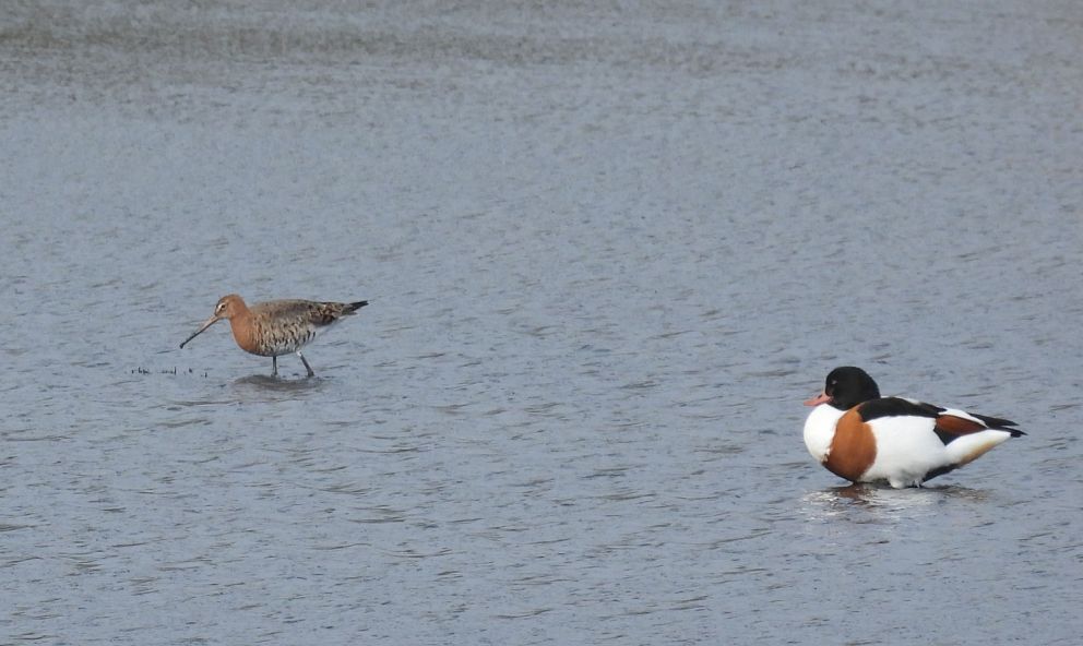 Black-Tailed Godwit and Shelduck