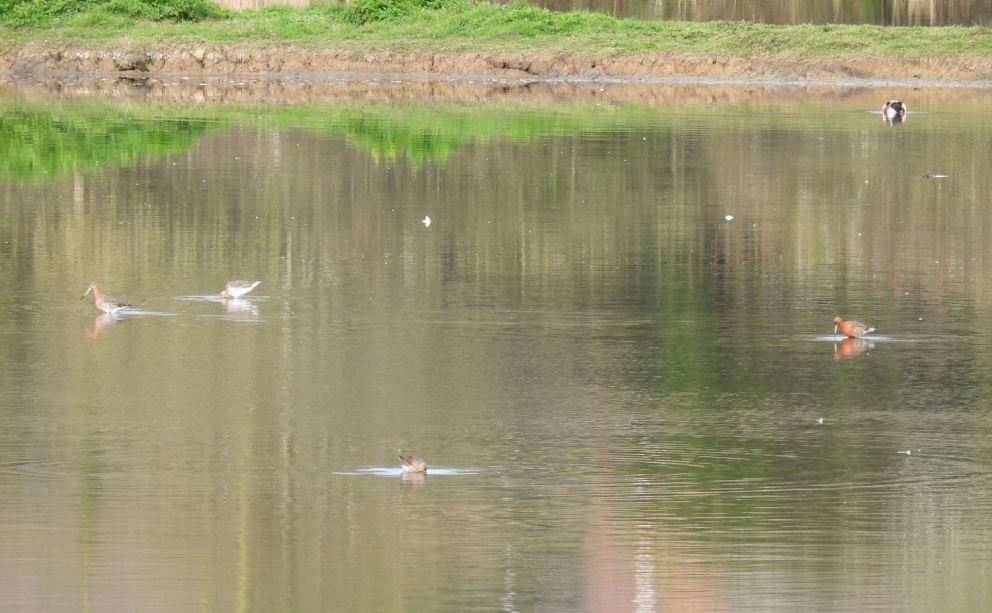 Black tailed Godwits