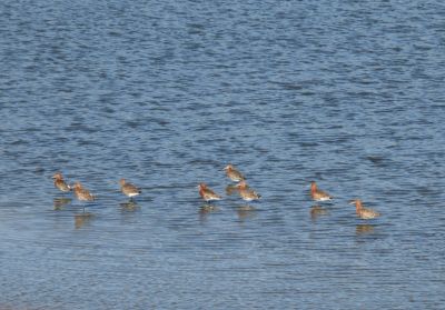 Black tailed Godwit
