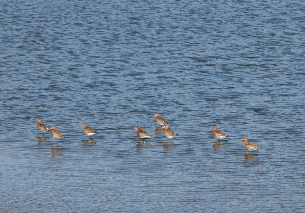 Black tailed Godwit