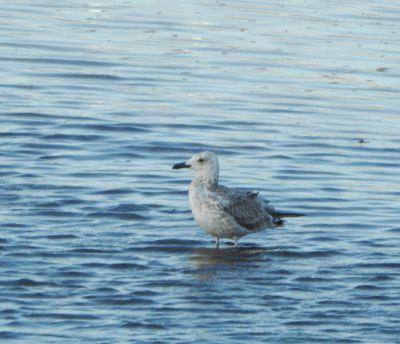 Caspian Gull