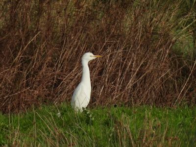 Cattle Egret
