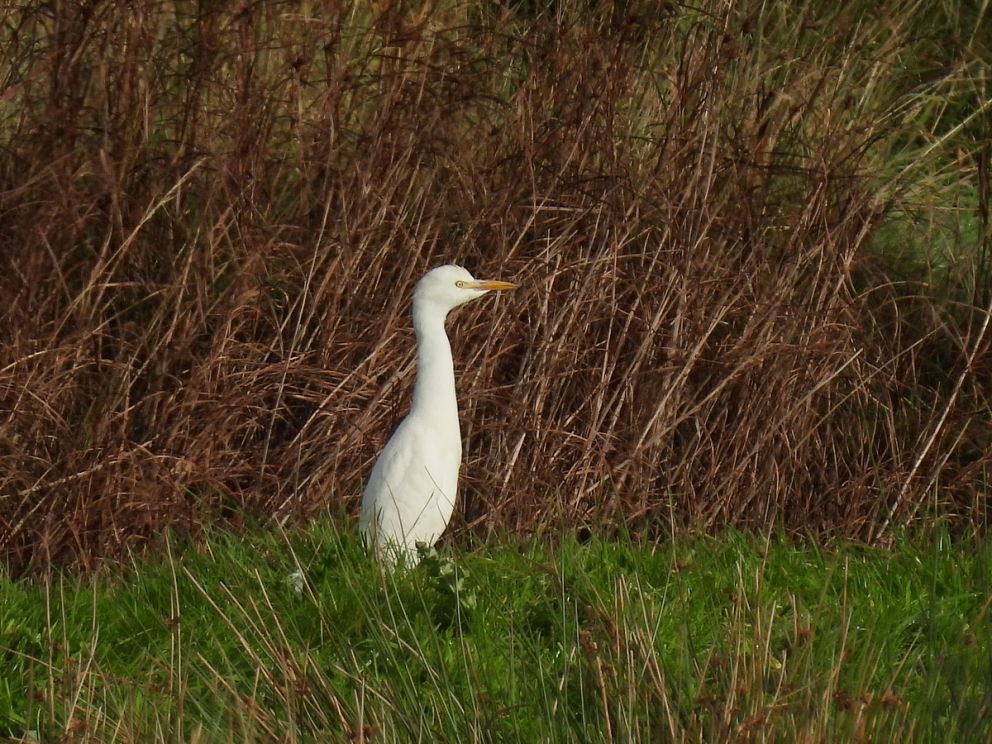 Cattle Egret