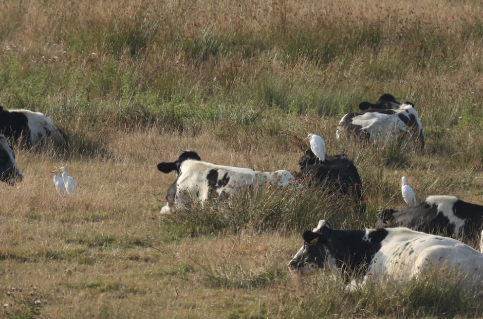 Cattle Egrets 