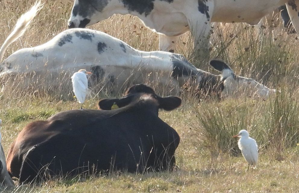 Cattle Egrets
