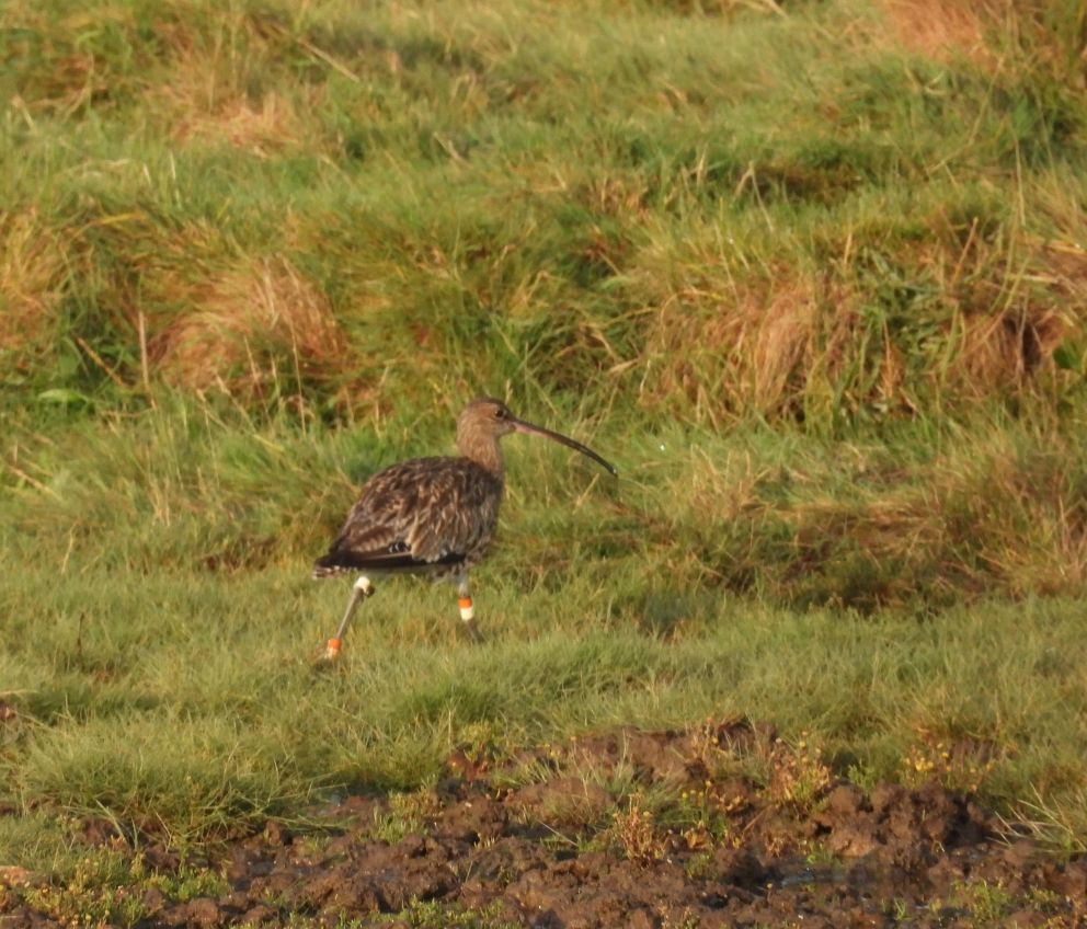 Ringed Curlew