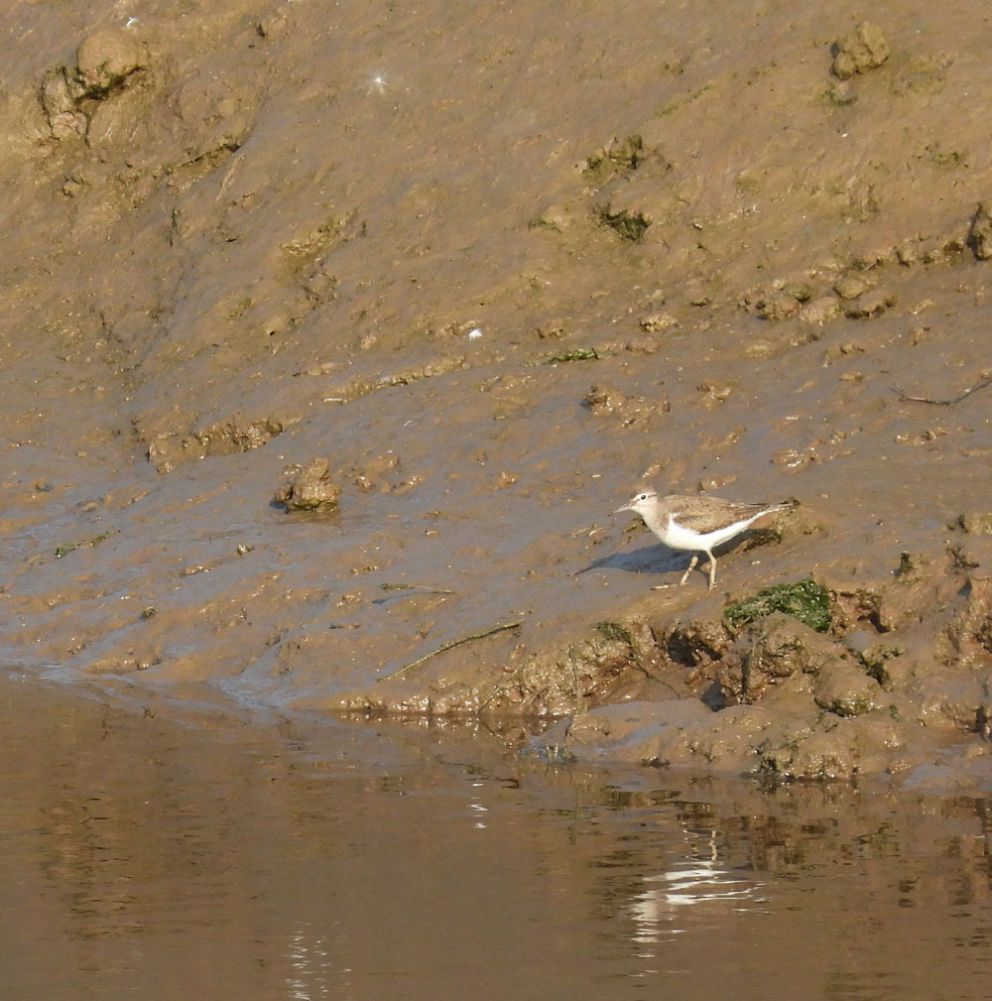 Common Sand Piper