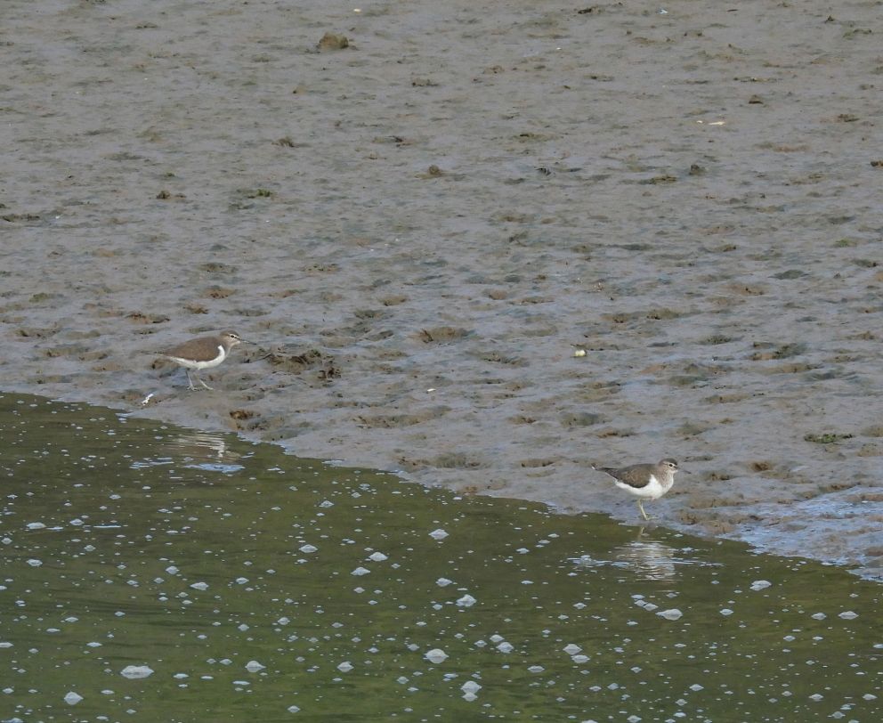 Common Sandpipers