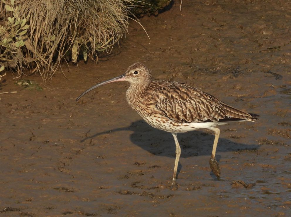 Curlew