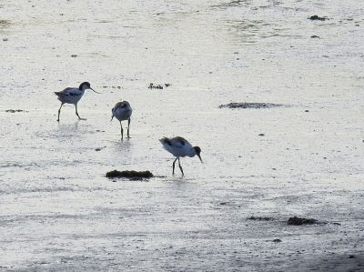 Avocet Chicks
