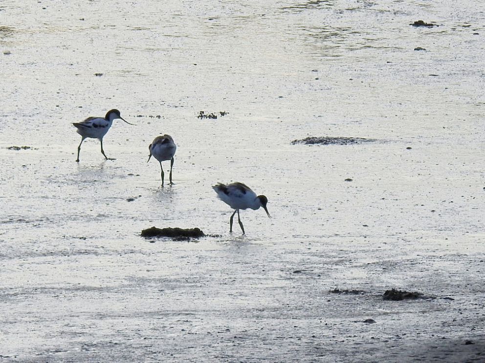 Avocet Chicks