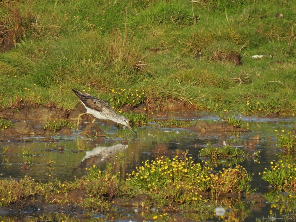 Greenshank