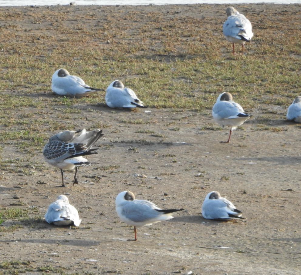 Mediterranean Gull