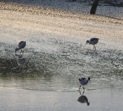 Avocet chicks