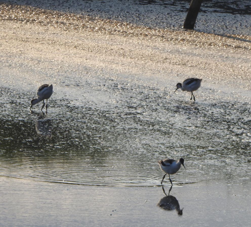 Avocet chicks