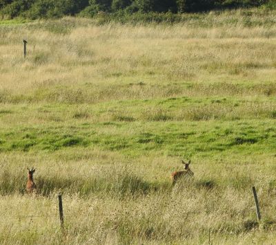 Roe Deer