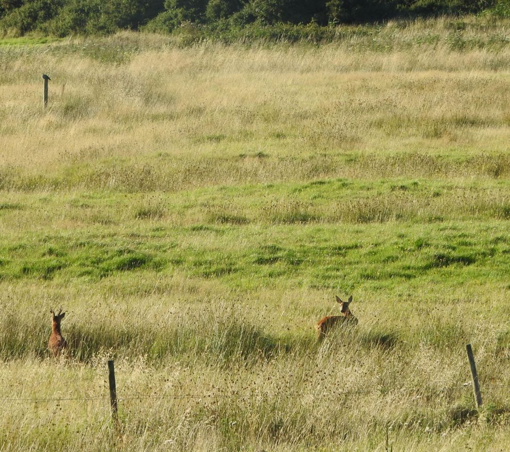 Roe Deer