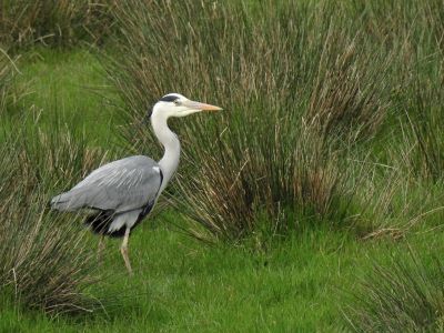 Heron Birdwatching