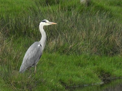 Heron - Birdwatching