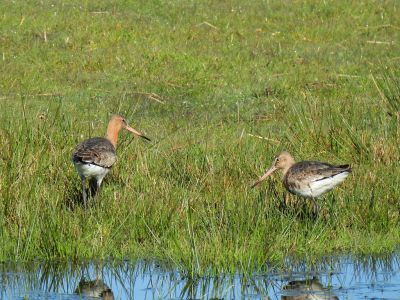 Black-Tailed Godwits