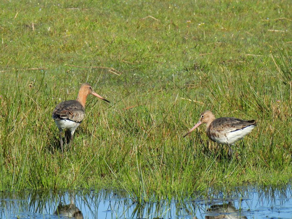 Black-Tailed Godwits
