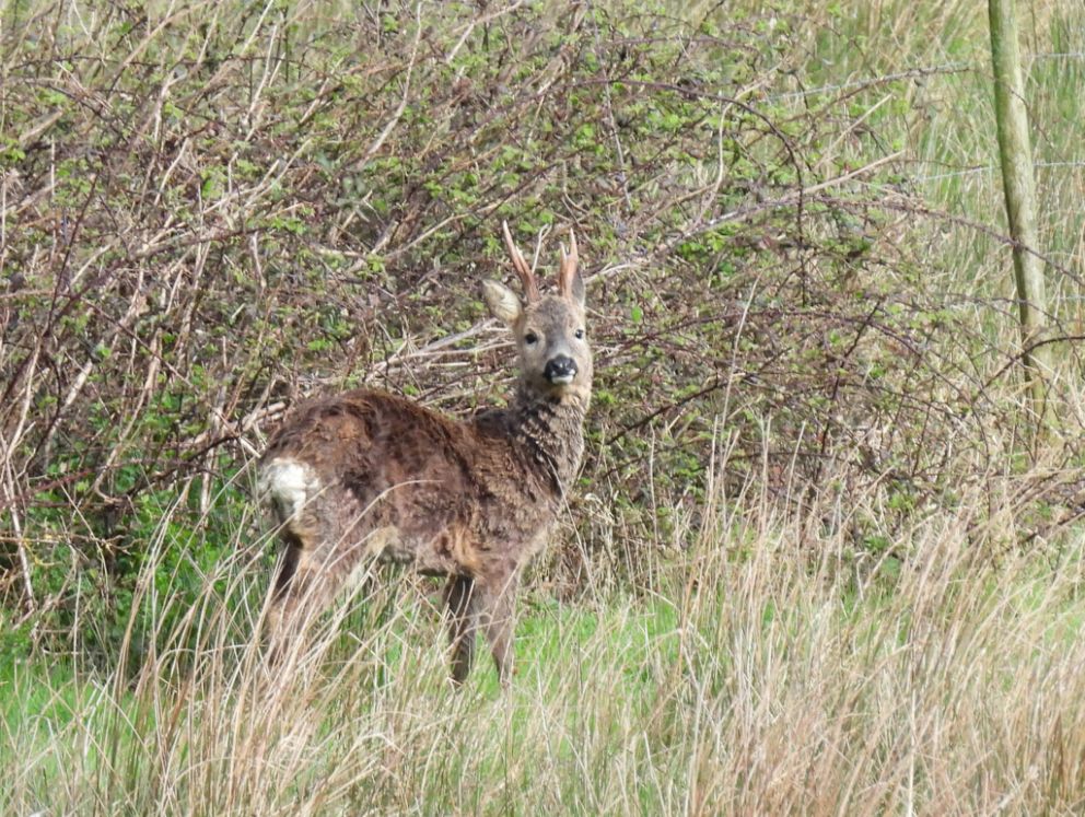 Roe Deer