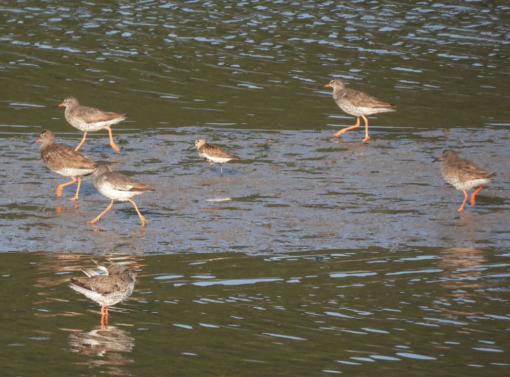 Dunlin and redshank