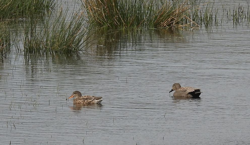 Gadwall Pair