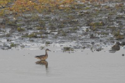 Garganey