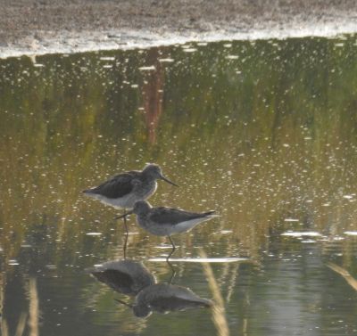Greenshank Seaton Wetlands