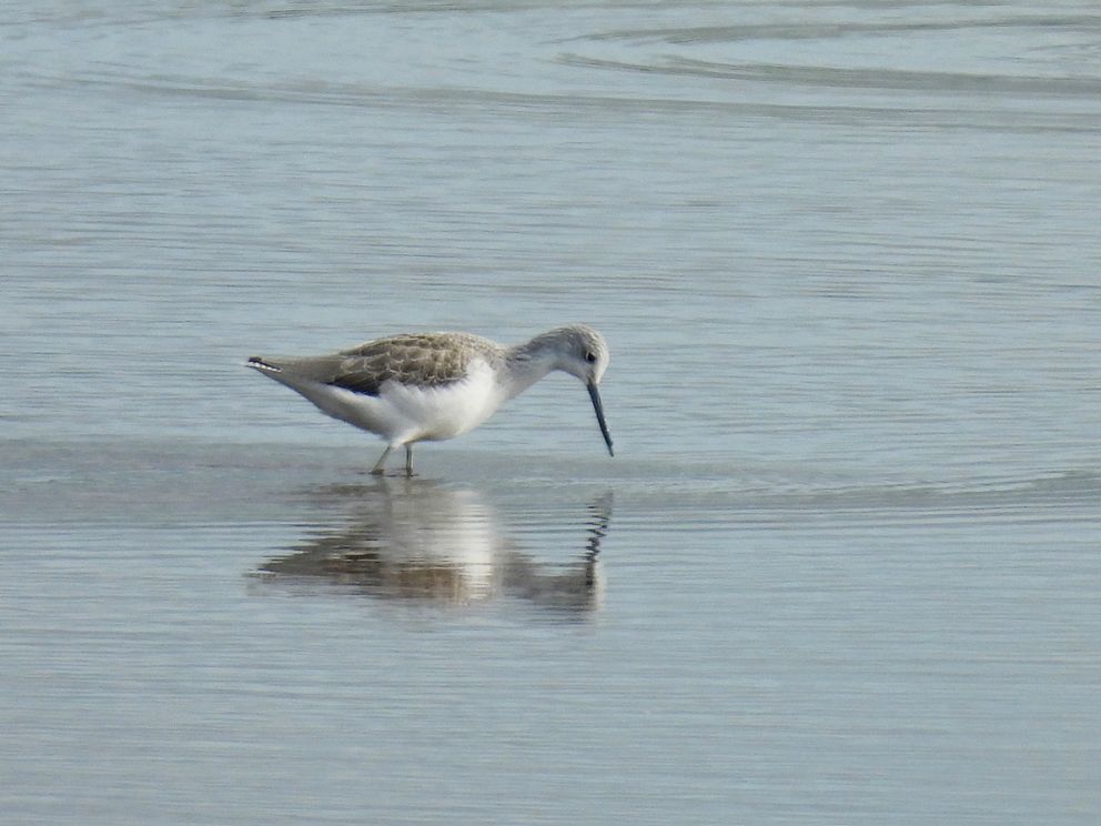 Greenshank