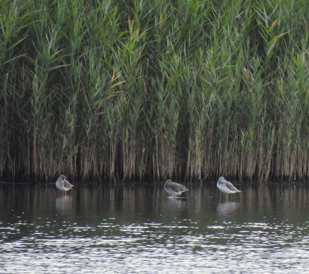 Greenshank - - Birdwatching Tram