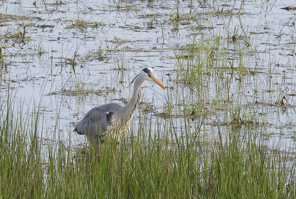 Grey Heron