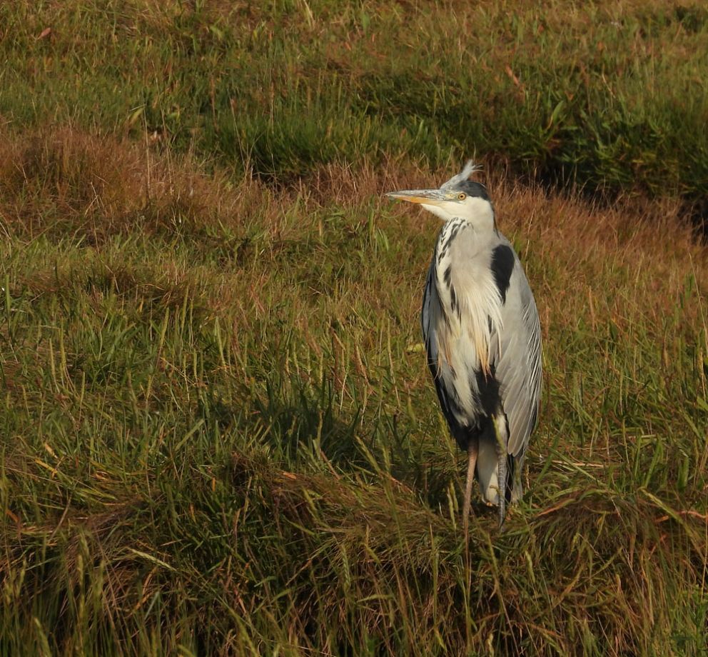 Grey Heron