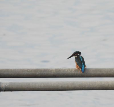 King Fisher - Birdwatching Tram