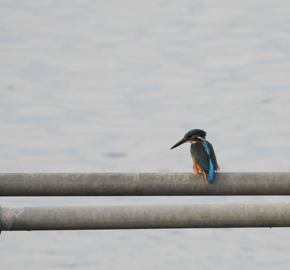 King Fisher - Birdwatching Tram