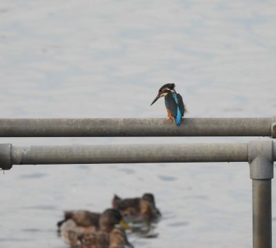 KingFisher Birdwatching Tram