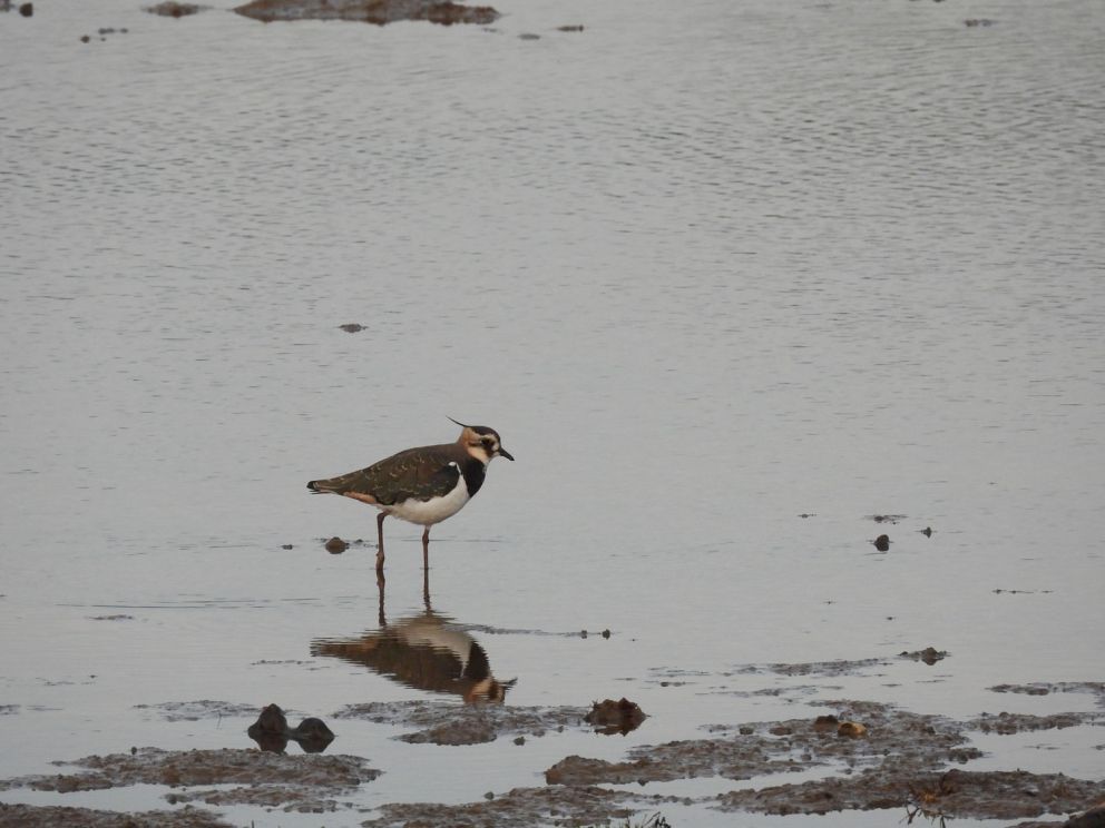 Lapwing - Birdwatching Tram