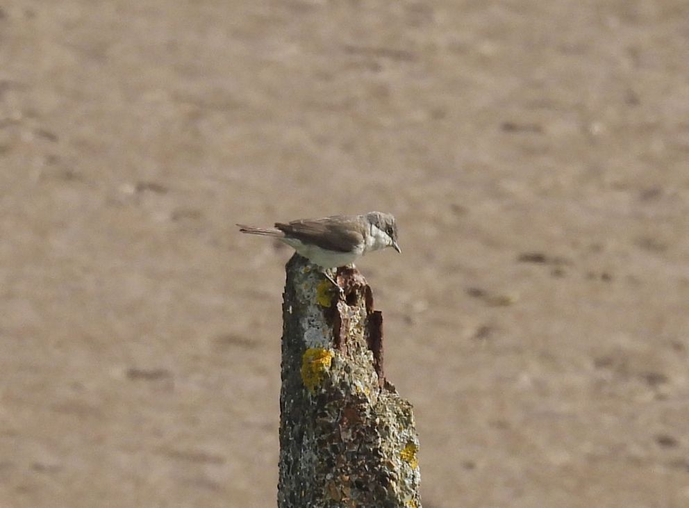 Lesser Whitethroat 