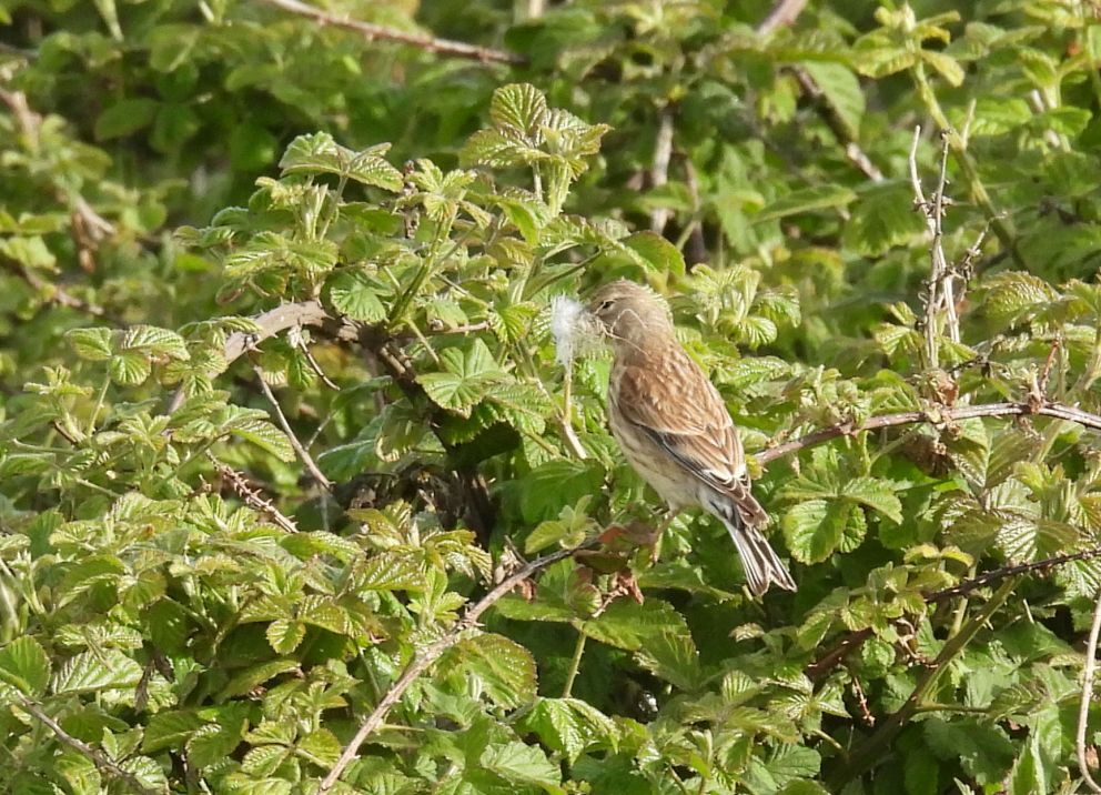 Linnet
